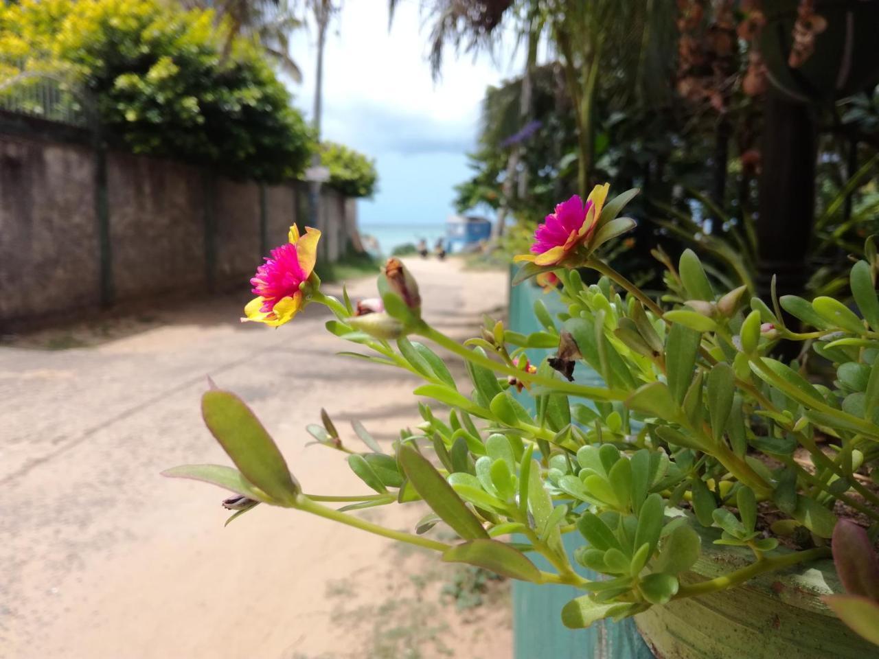 Julie Guest House Tangalle Zewnętrze zdjęcie